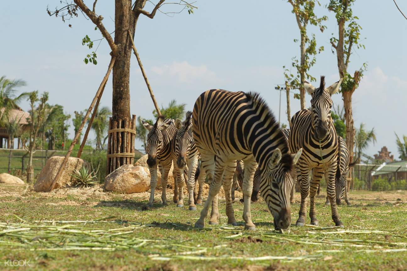 Đà Nẵng Vinpearl Land Nam Hội An 1 Ngày - Oto